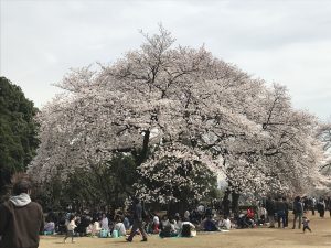 桜の季節【スタッフブログ　コーディネーター：鈴木】