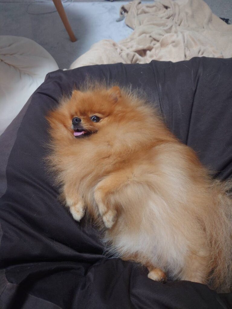 わんわん会！【スタッフブログ　積算：吉成】