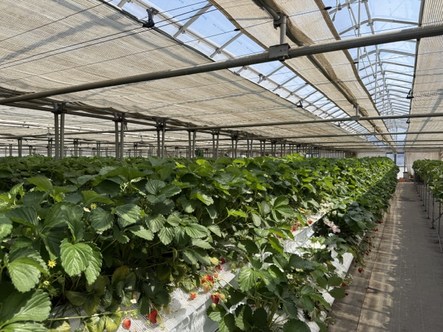 夏支度｜StaffBlog　設計士 小田桐